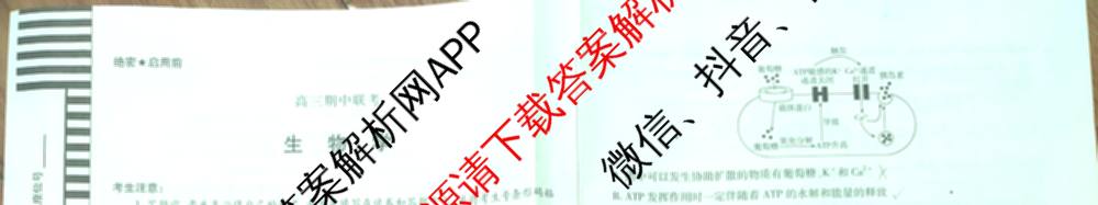 天一大联考安徽2026届高三期中联考(11月)(已更新物理(合肥专版)、历史(宿州专版)、政治等16份)生物试题
