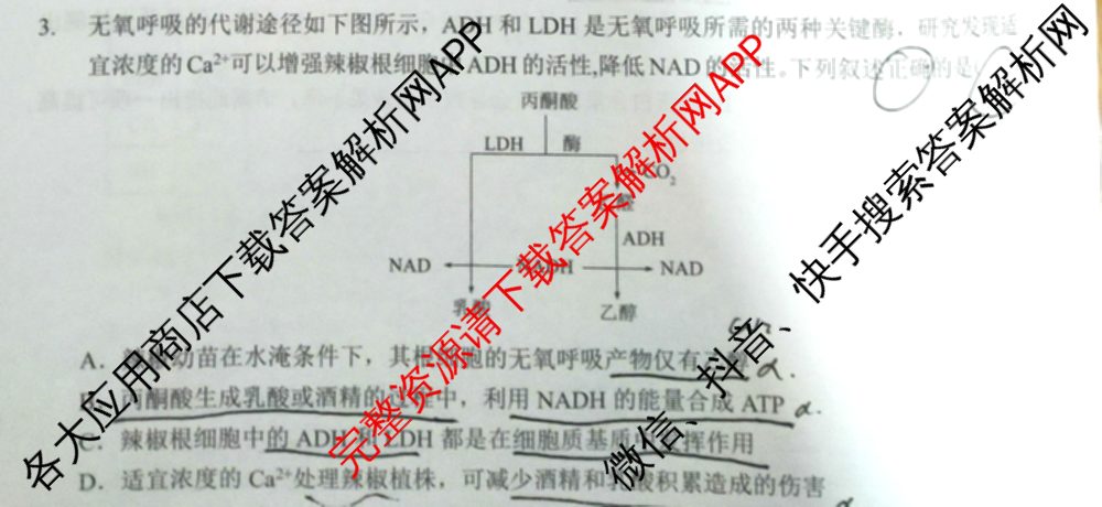 江淮十校2025届高三第一次联考(2024.8)试卷及答案汇总（含化学、数学、语文等）生物试题
