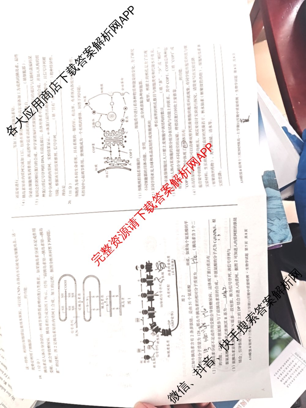 A10联盟&宿州十三校2025级高一上学期11月期中质量检测试卷及答案汇总（19科全）生物试题
