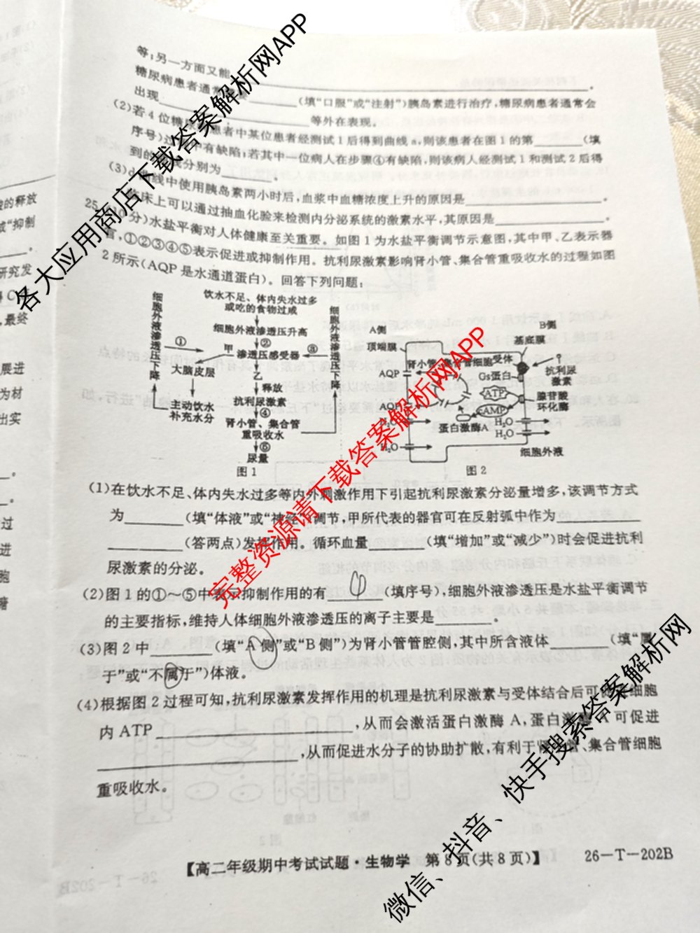 吉林省2025-2026高二年级上学期期中考试试题(26-T-202B)试卷及答案汇总: 含历史、地理、数学试卷解析生物试题