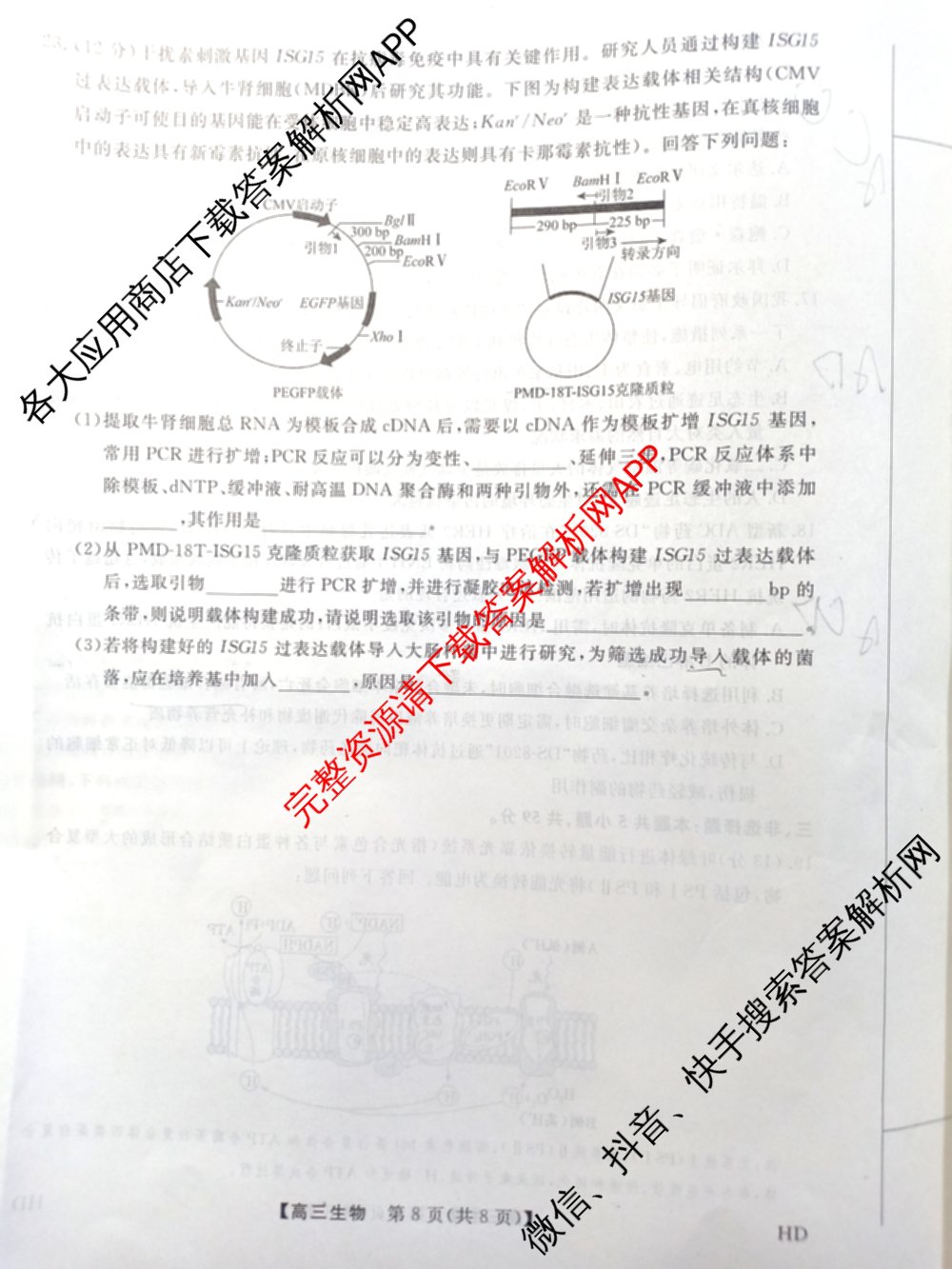 河北省2025-2026学年上学期高三年级12月份考试(HD)各科答案及试卷（含历史 化学 英语等）生物试题