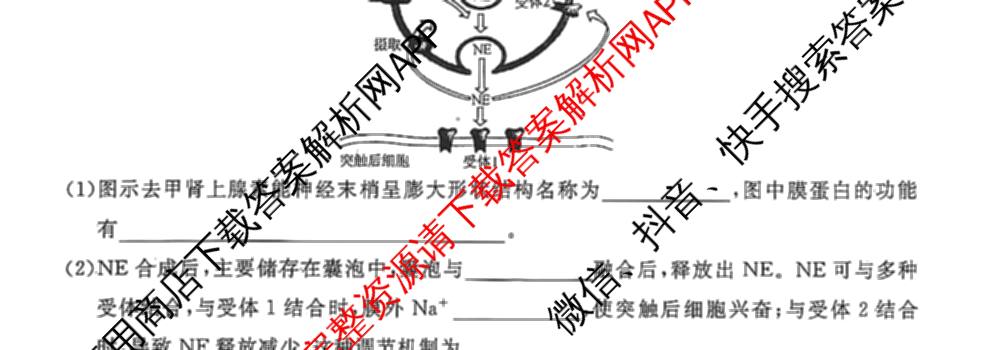 2026年普通高等学校招生全国统一考试模拟信息卷(一)1试卷及答案汇总（含历史(XGK-B) 化学(XGK-B) 物理(XGK-B)等）生物试题