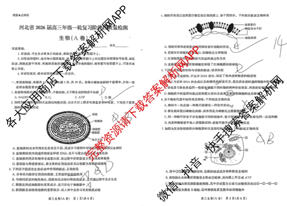 河北省2026届高三年级一轮复阶段性质量检测试卷及答案汇总: 含物理(A卷) 化学(A卷) 数学(C卷)试卷解析生物试题 河北省2026届高三年级一轮复阶段性质量检测试卷及答案汇总: 含物理(A卷) 化学(A卷) 数学(C卷)试卷解析生物试题