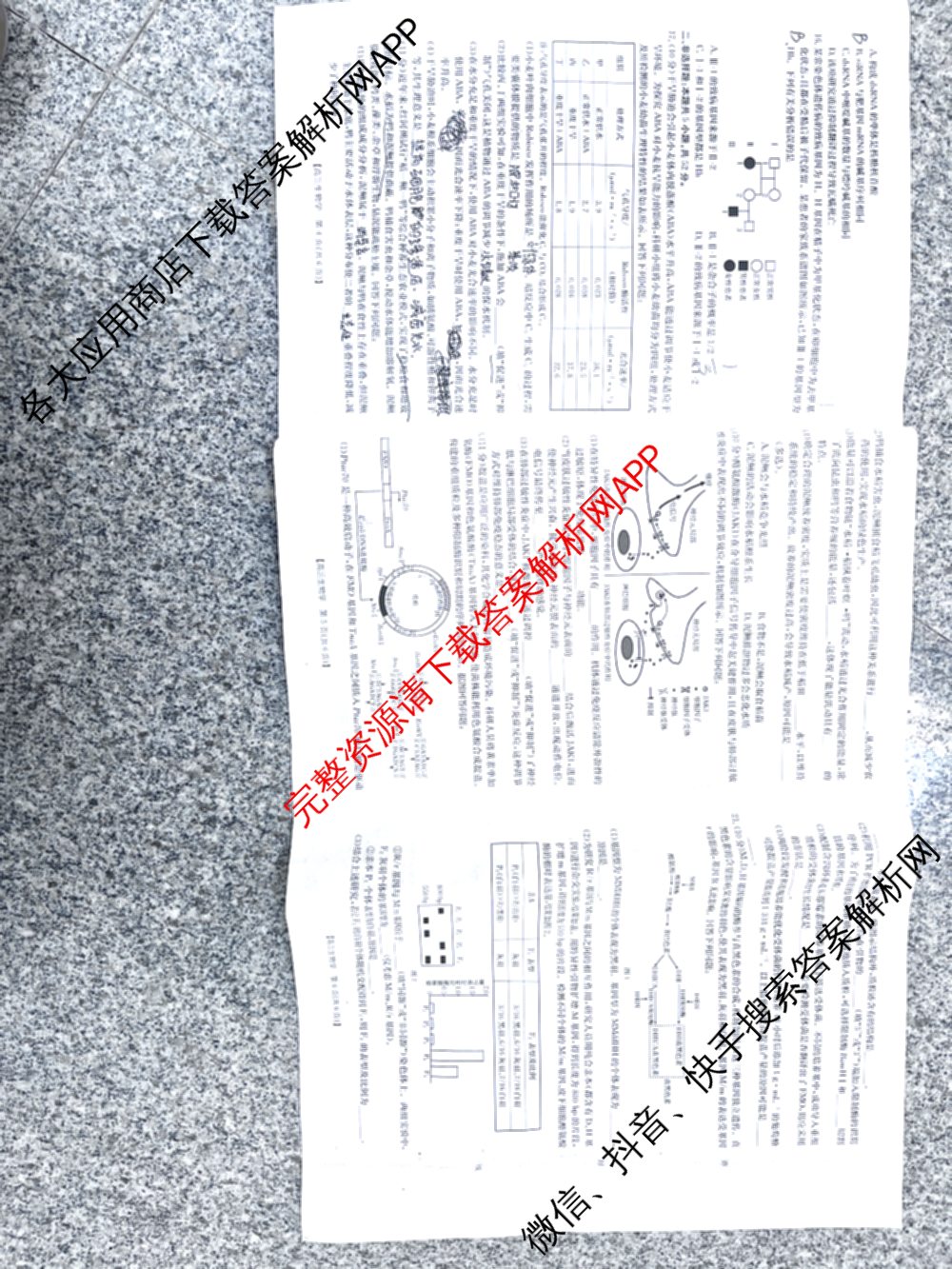 甘肃2026届高三阶段性检测(10.29): 含化学 数学 地理试卷解析生物试题 甘肃2026届高三阶段性检测(10.29): 含化学 数学 地理试卷解析生物试题