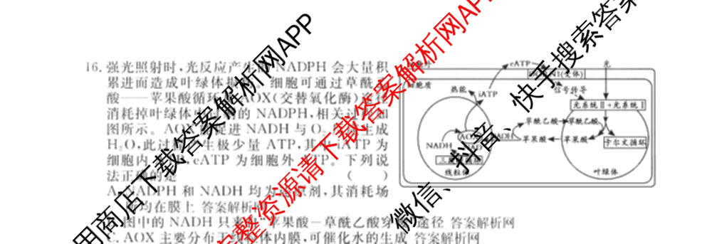 2026年普通高等学校招生统一考试最新模拟卷(五)5各科答案及试卷（含化学(SD6) 地理(AG6) 生物(新S6J)等）生物试题