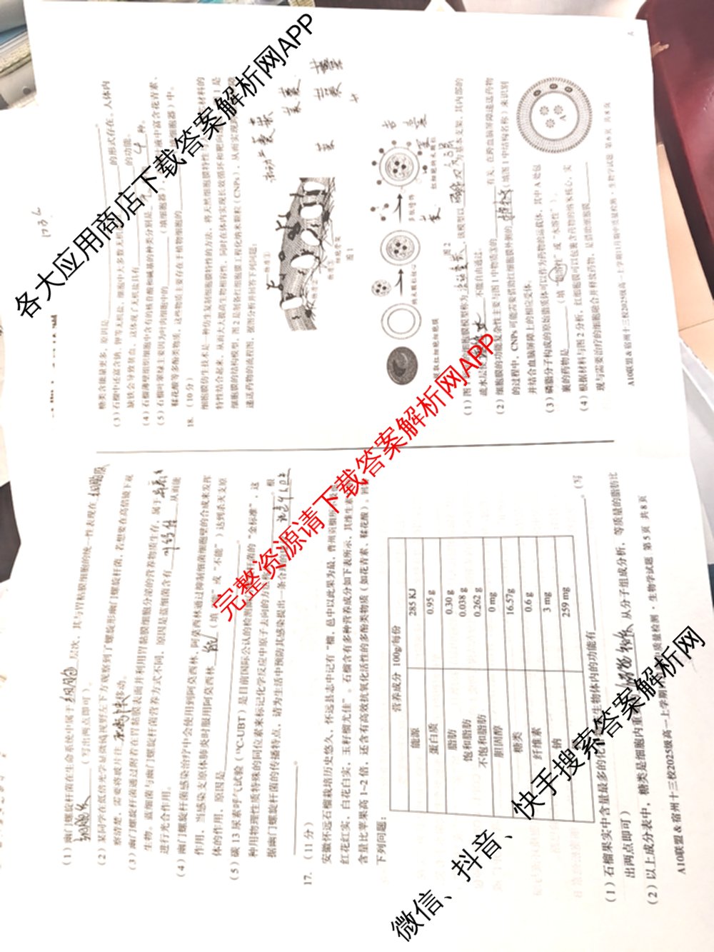 A10联盟&宿州十三校2025级高一上学期11月期中质量检测试卷及答案汇总（19科全）生物试题