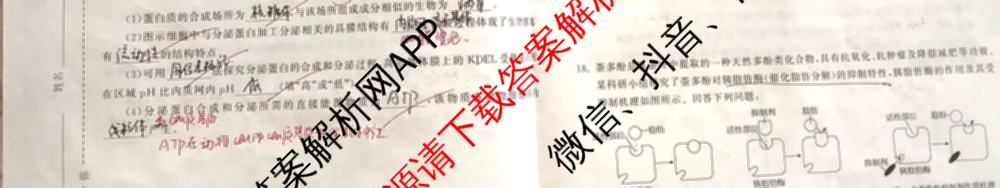 衡中同卷2024-2025学年度高三复滚动卷(一)1: 含生物(L版) 生物(X版) 语文(A)试卷解析生物试题 衡中同卷2024-2025学年度高三复滚动卷(一)1: 含生物(L版) 生物(X版) 语文(A)试卷解析生物试题