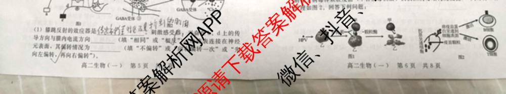 NT河北省2025-2026学年第一学期高二年级12月联考试卷及答案汇总（含地理、生物、政治等9份）生物试题