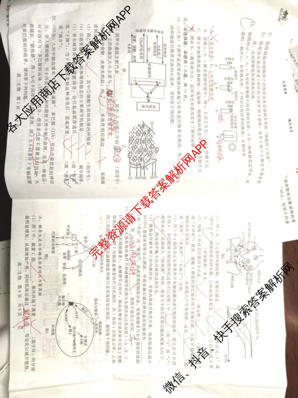 NT河北省2025-2026学年第一学期高二年级11月期中考试各科答案及试卷（含化学、生物、英语等）生物试题