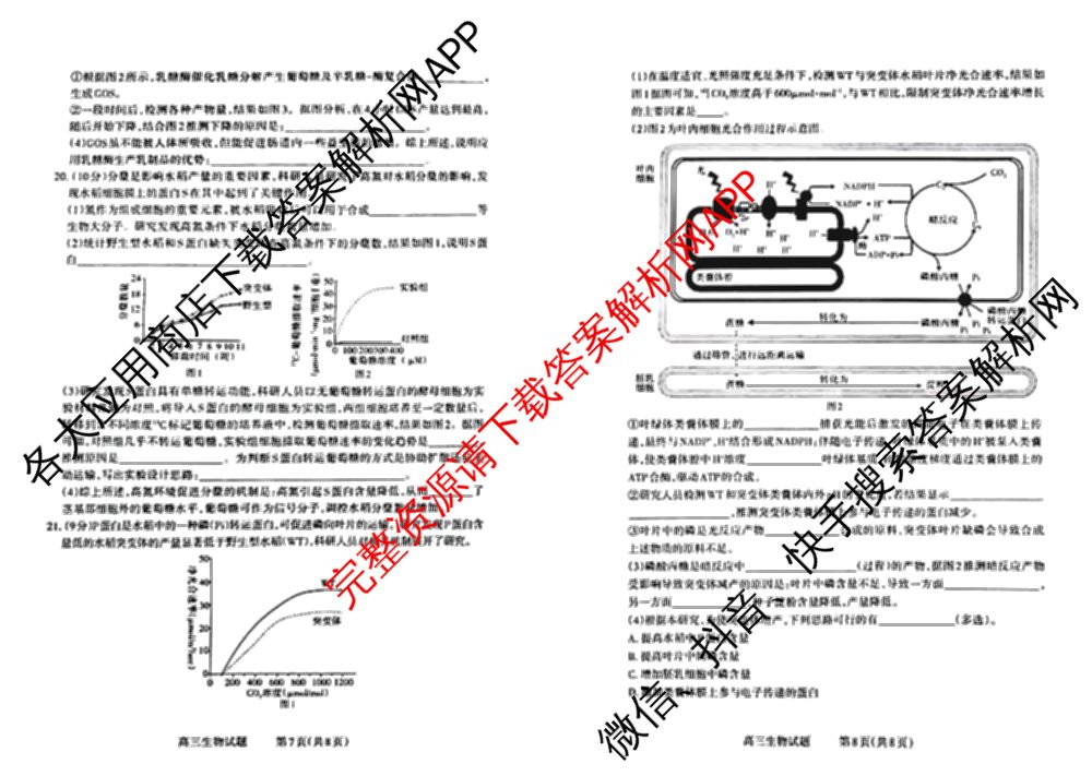 三重教育山西省2025-2026学年第一学期高三年级10月学情检测试卷及答案汇总（含数学、政治、地理等9份）生物试题