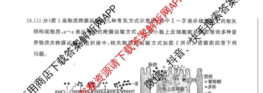 百师联盟2025-2026学年高一年级12月阶段检测试卷及答案汇总(已更新语文 政治 英语等11份)生物试题