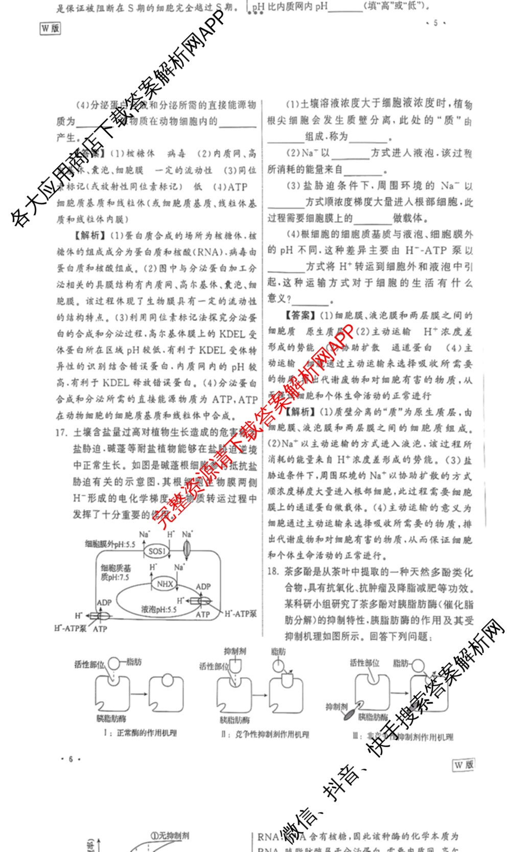 衡中同卷2024-2025学年度高三复滚动卷(一)1: 含生物(L版) 生物(X版) 语文(A)试卷解析生物答案 衡中同卷2024-2025学年度高三复滚动卷(一)1: 含生物(L版) 生物(X版) 语文(A)试卷解析生物答案