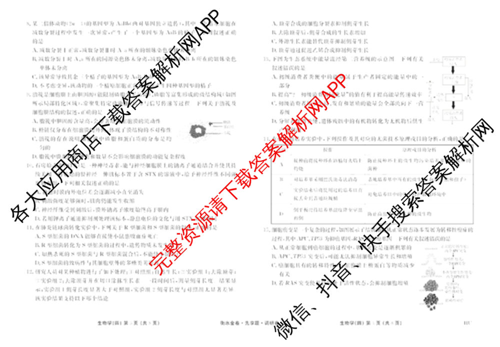 衡水金卷先享题调研卷2026年普通高等学校招生全国统一考试模拟试题(四)4(已更新生物(山东专版) 理综 历史(JS)等91份)生物试题
