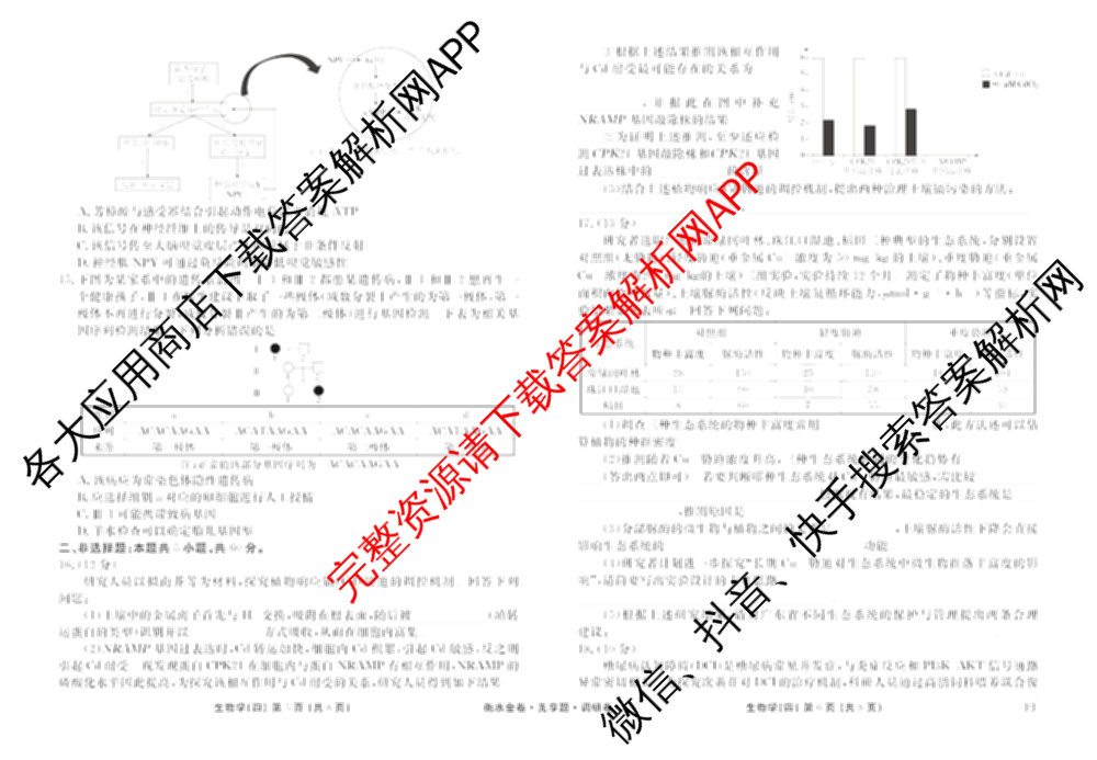 衡水金卷先享题调研卷2026年普通高等学校招生全国统一考试模拟试题(四)4(已更新生物(山东专版) 理综 历史(JS)等91份)生物试题