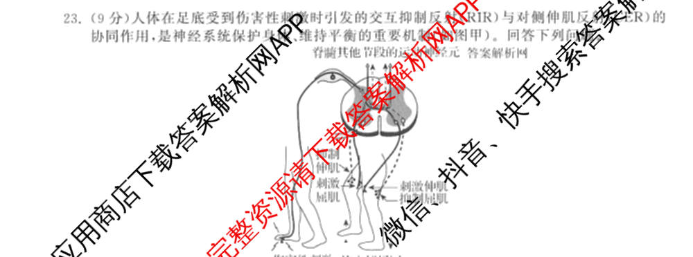 天舟高考衡中同卷2026年普通高等学校招生全国统一考试模拟信息卷(五)5（含化学(JY) 历史(GY) 物理(山东版)等35份）生物试题