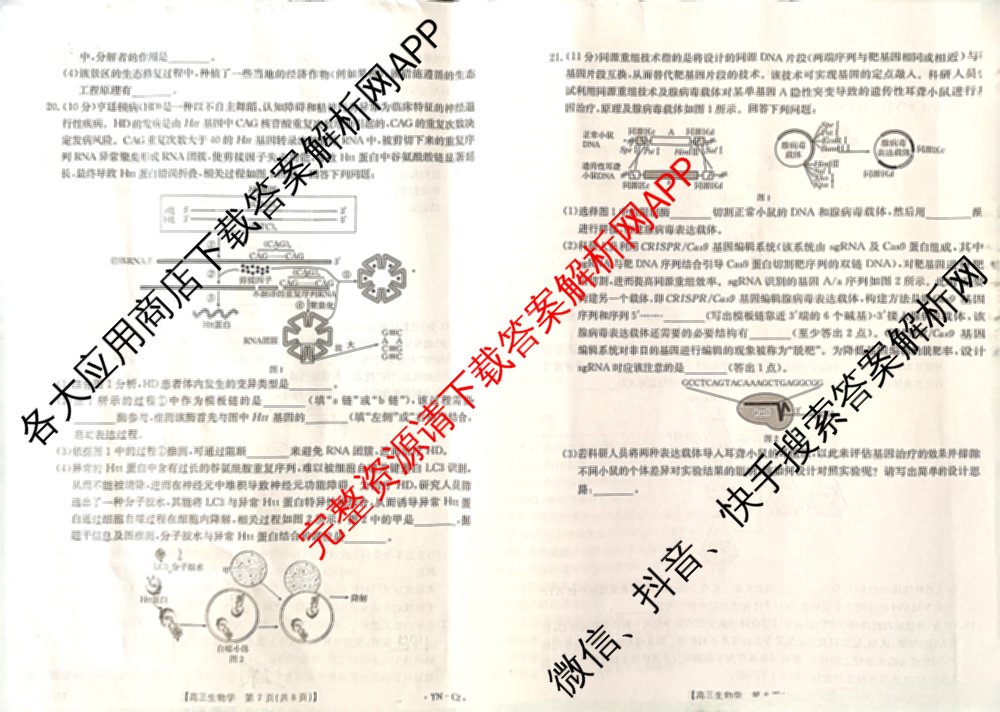 百万联考云南省2026届高三11月考试(11.27)[YN]各科答案及试卷（含地理(C1)、物理(C2)、生物(C1)等）生物试题