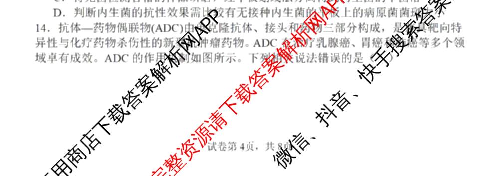 福州四校联盟2025-2026学年第一学期期中联考高三（含化学、政治、物理等）生物试题